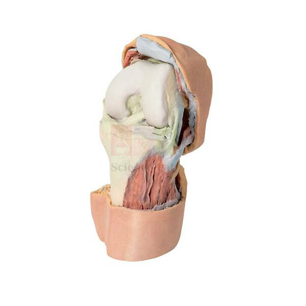 3D Printed Human Flexed Knee Joint